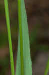Sweet vernalgrass